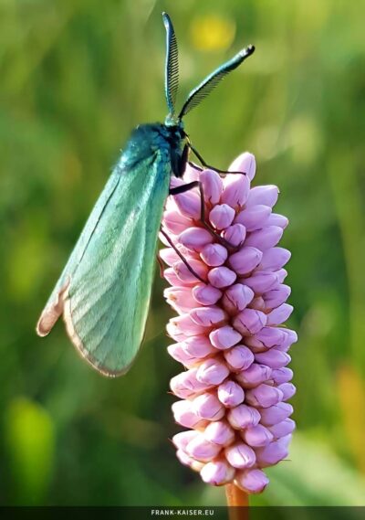 Ampfer-Grünwidderchen (Adscita statices)