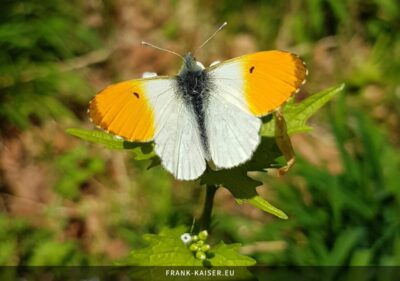 Aurorafalter (Anthocharis cardamines)