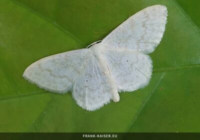 Gelblichweißer Kleinspanner (Scopula floslactata)