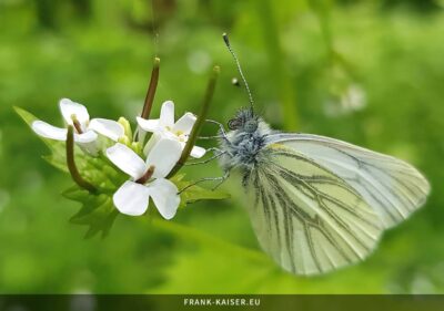 Grünaderweißling (Pieris napi)