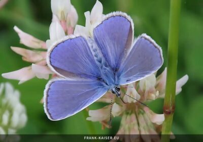 Hauhechel-Bläuling (Polyommatus icarus)