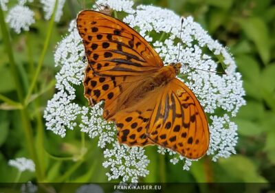 Kaisermantel (Argynnis paphia)