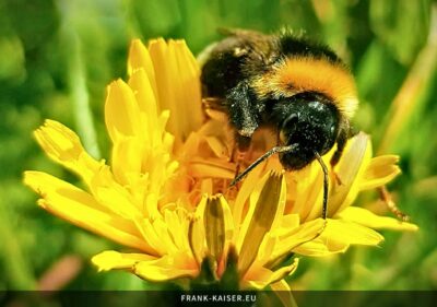 Wald-Kuckuckshummel (Bombus sylvestris)