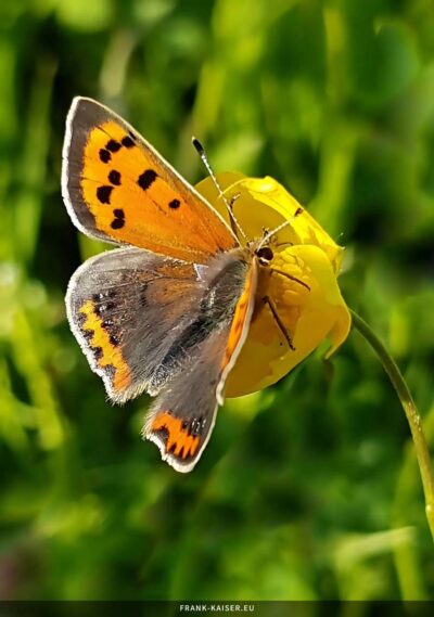 Kleiner Feuerfalter (Lycaena phlaeas)
