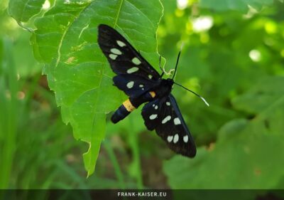 Weißfleck-Widderchen (Amata phegea)
