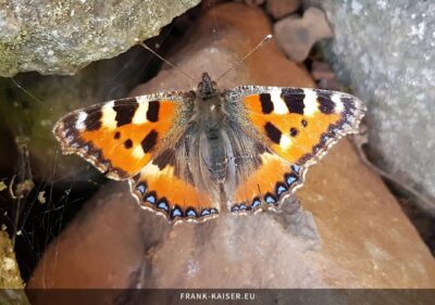 Kleiner Fuchs (Aglais urticae)