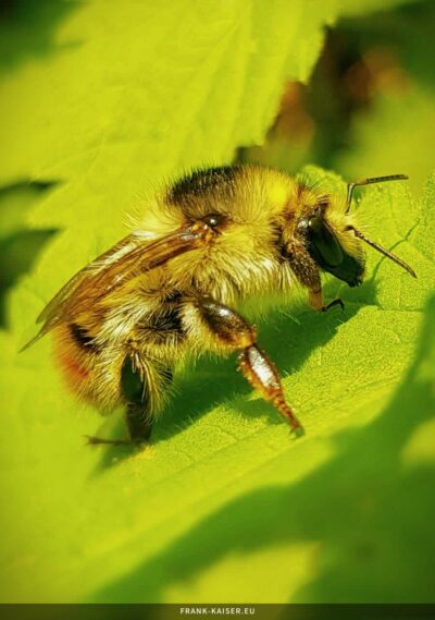 Waldhummel (Bombus sylvarum)
