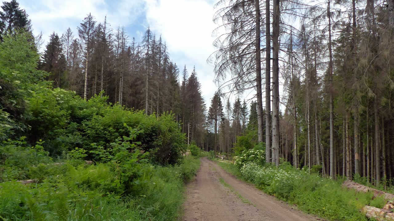 Abgestorbene Fichten nahe der Nidda im Vogelsberg