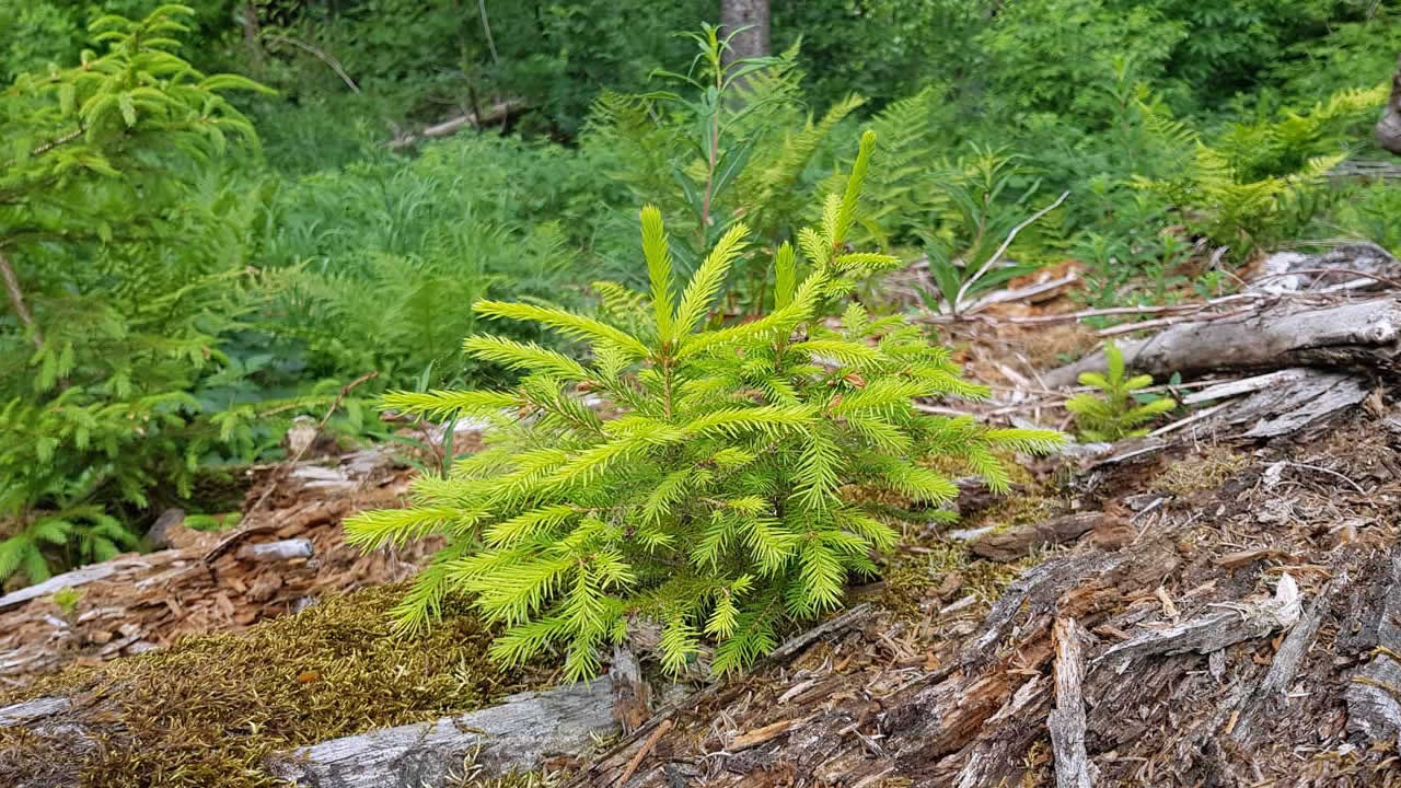 Junge Fichten und Farne wachsen auf dem Totholz abgestorbener Fichten im Naturpark Vogelsberg