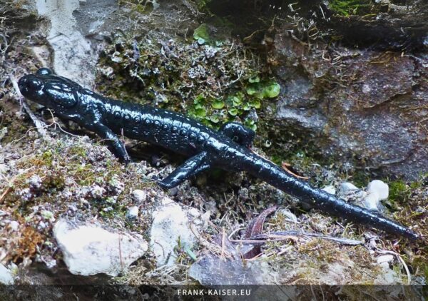 Alpensalamander (Salamandra atra)