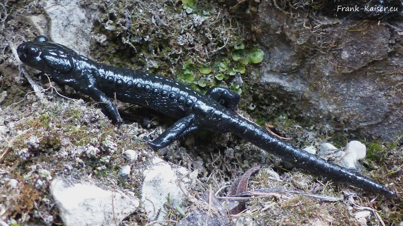 Alpensalamander (Salamandra atra)