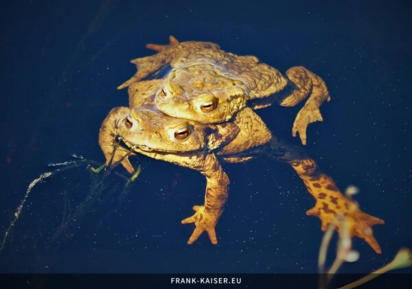 Erdkröte (Bufo bufo)