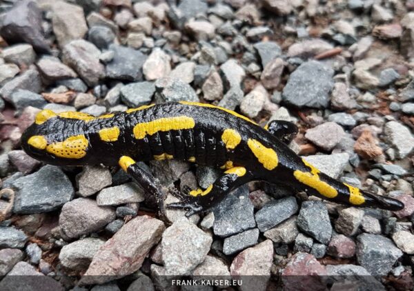 Feuersalamander (Salamandra salamandra)