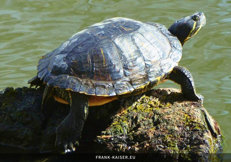 Gelbbauch-Schmuckschildkröte (Trachemys scripta scripta)