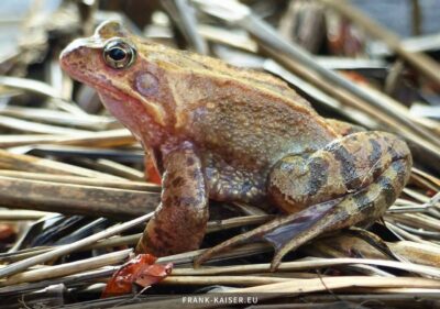 Grasfrosch (Rana temporaria)