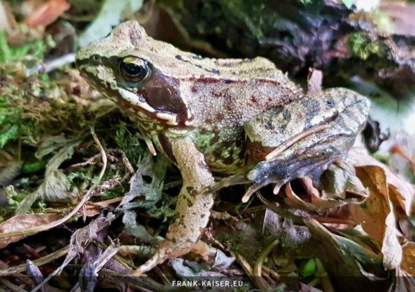 Grasfrosch (Rana temporaria)
