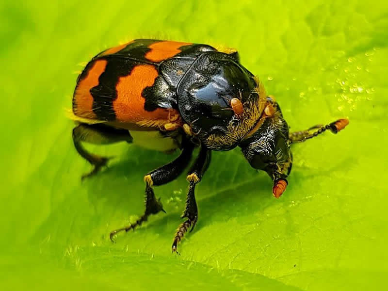 Naturfotografie Käfer