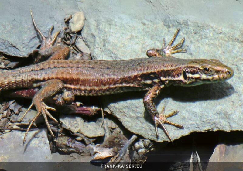 Mauereidechse (Podarcis muralis)