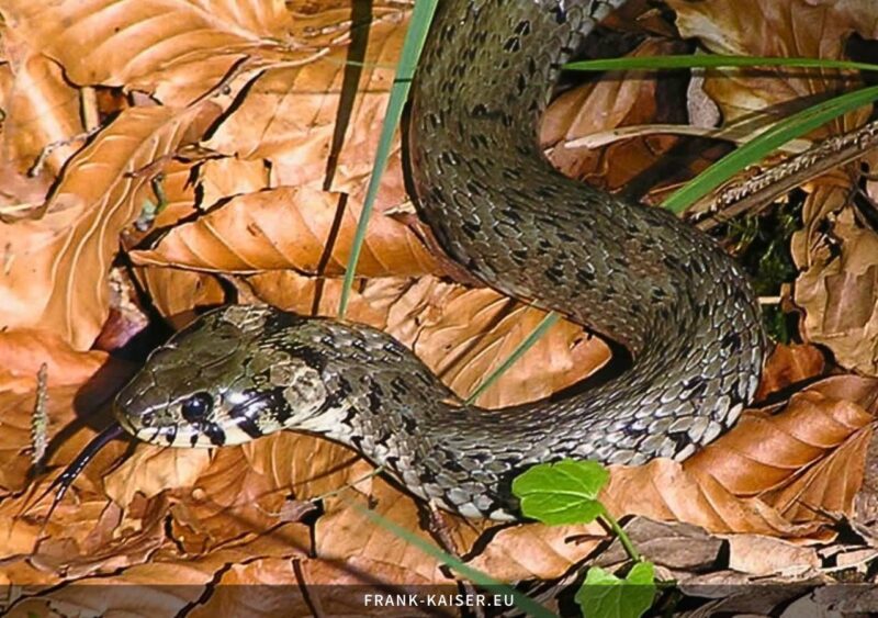 Ringelnatter (Natrix natrix)