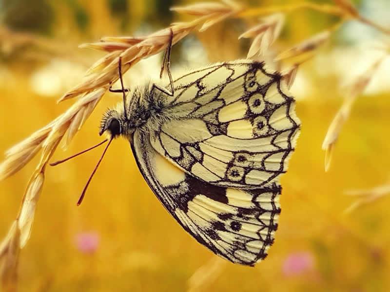 Naturfotografie Schmetterlinge