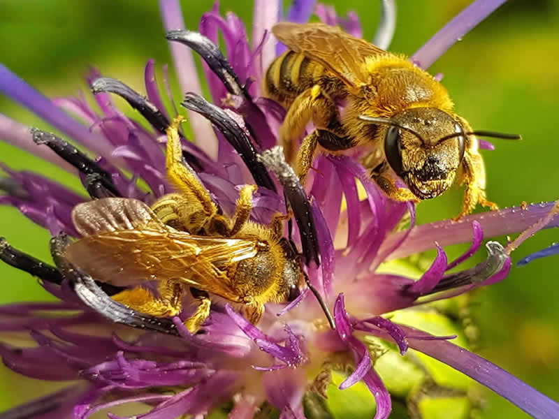 Naturfotografie Wildbienen