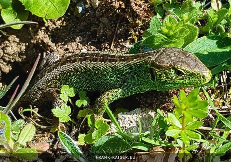 Zauneidechse (Lacerta agilis)