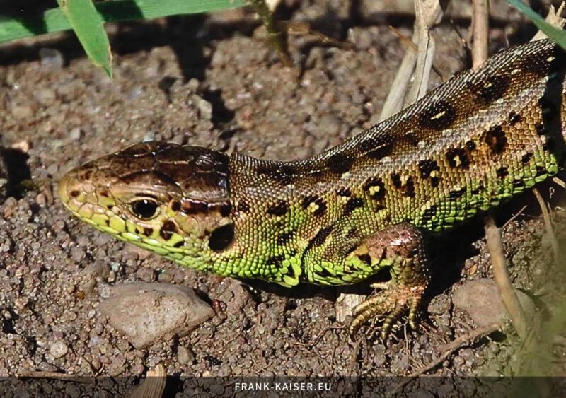 Zauneidechse (Lacerta agilis)
