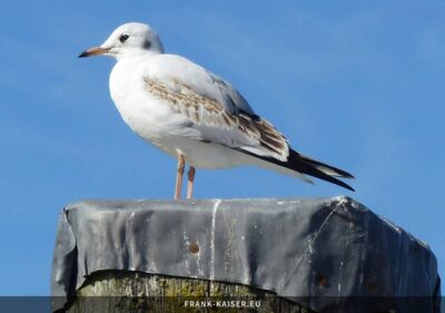 Lachmöwe (Chroicocephalus ridibundus)