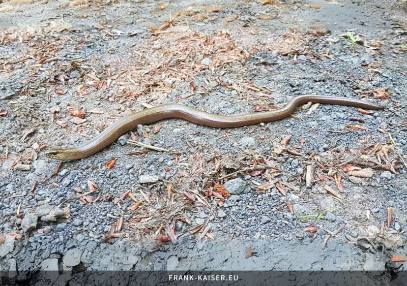 Blindschleiche (Anguis fragilis)