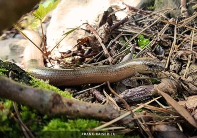 Blindschleiche (Anguis fragilis)