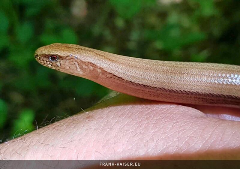 Blindschleiche (Anguis fragilis)