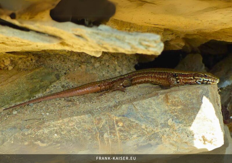 Mauereidechse (Podarcis muralis)