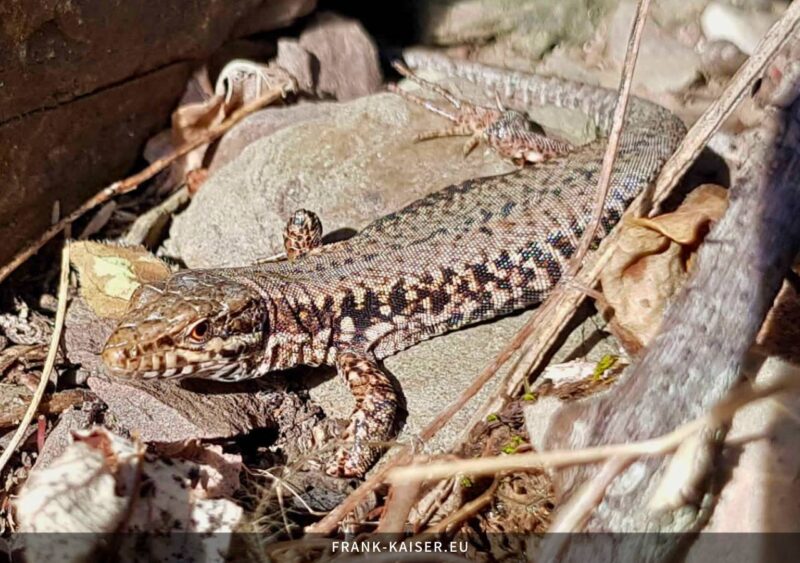 Mauereidechse (Podarcis muralis)