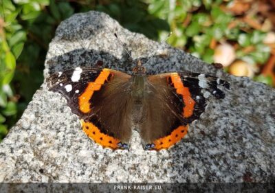 Admiral (Vanessa atalanta)