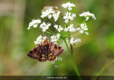 Braune Tageule (Euclidia glyphica)