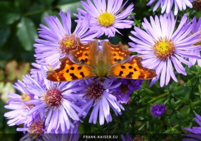 C-Falter (Polygonia c-album)