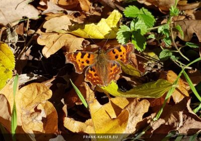 C-Falter (Polygonia c-album)