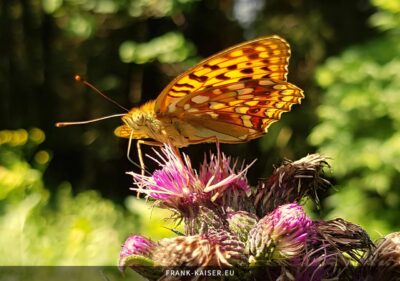 Feuriger Perlmuttfalter (Fabriciana adippe)