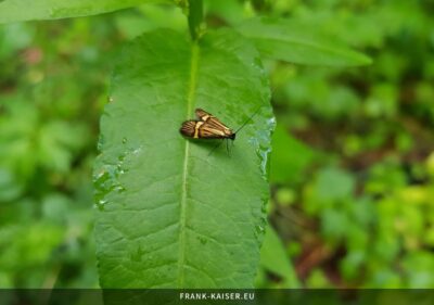 Gelbband-Langhornmotte (Nemophora degeerella)