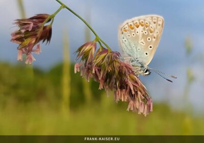 Hauhechel-Bläuling (Polyommatus icarus)