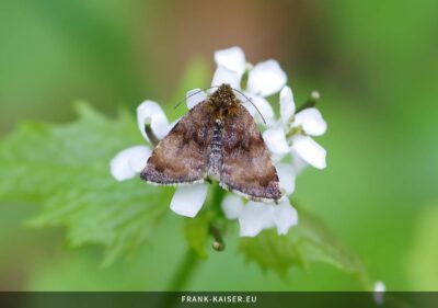 Hornkraut-Tageulchen (Panemeria tenebrata)