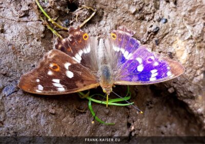 Kleiner Schillerfalter (Apatura ilia)