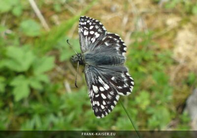 Kleiner Würfel-Dickkopffalter (Pyrgus malvae)