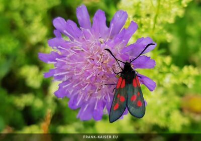 Kleines Fünffleck-Widderchen (Zygaena viciae)