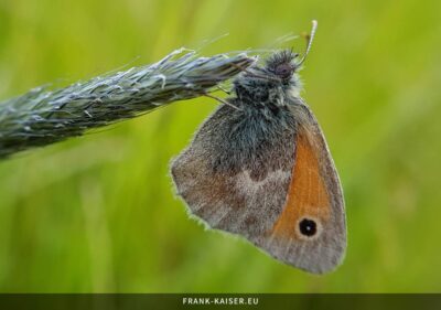 Kleines Wiesenvögelchen (Coenonympha pamphilus)