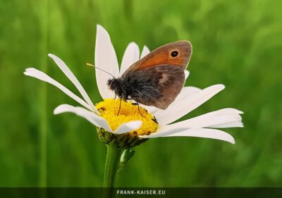 Kleines Wiesenvögelchen (Coenonympha pamphilus)