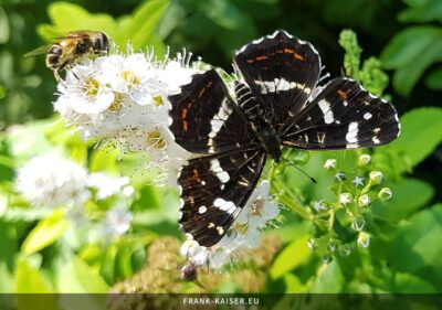 Landkärtchen Sommergeneration (Araschnia levana f. prorsa)