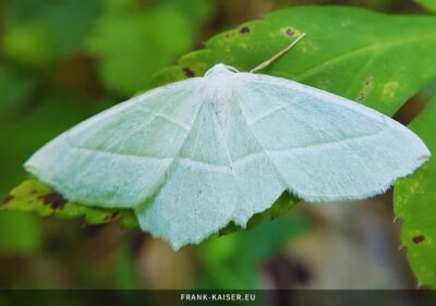 Perlglanzspanner (Campaea margaritaria)