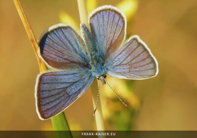 Rotklee-Bläuling (Polyommatus semiargus)