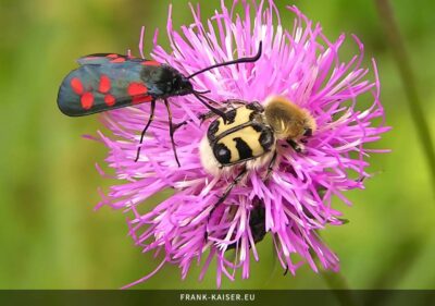 Sechsfleck-Widderchen (Zygaena filipendulae)